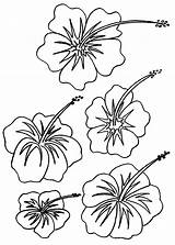 Flower Coloring Hibiscus Pages Printable Hawaiian Kids Drawing Print Color Flowers Tropical Luau Colouring Hawaii Book Bestcoloringpagesforkids Getcolorings Line Party sketch template