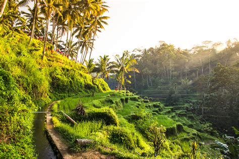 Tegalalang Rice Terraces A Guide To Ubud S Most Beautiful Rice Fields