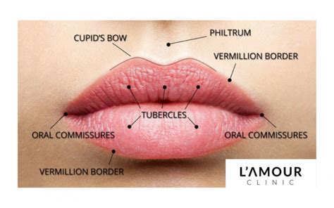 guide  lip anatomy lamour clinic