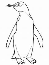 Pinguim Realistic Eyed Draw Privado Penguins Colorironline Getdrawings Getcolorings sketch template