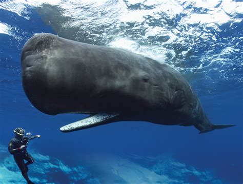 amazing world  whales revealed  giants   deep wired