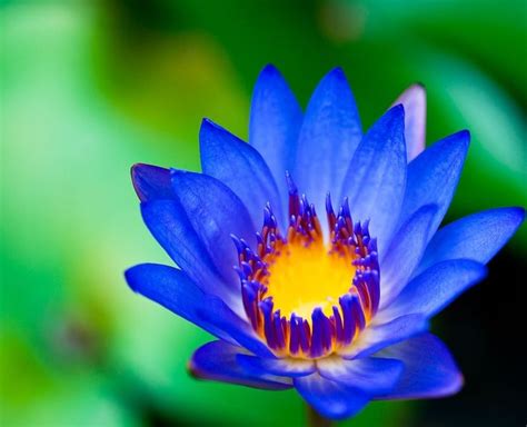Egyptian Blue Lotus Yahoo Image Search Results Tattoos