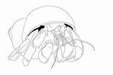 Crab Hermit Coloring Pages Printable Outline Coconut Kids Drawing Shy Tattoo Color Getcolorings Getdrawings Designlooter Tattooimages Biz Template Bestcoloringpagesforkids 800px sketch template