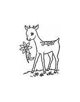 Nilgai Coloring Animals sketch template