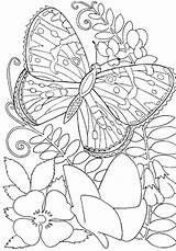 Coloring Adults Butterfly sketch template
