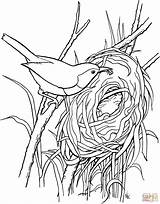Nest Nid Coloriage Wren Imprimer Oiseau Troglodytidae Supercoloring Oiseaux Oeufs Autruche Plein Detudo Coloriages sketch template