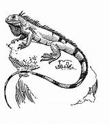Iguana Rainforest Reptiles Printablecolouringpages Webstockreview sketch template