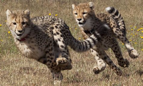 cheetahs running cheetah photo  fanpop
