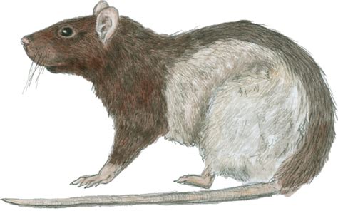 rat epic  creature dd wiki