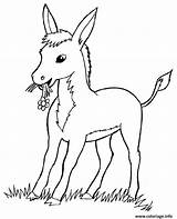 Ane Dessin Coloriage Ferme Donkey âne Petit Imprimer Anes Colorier Anon Coloriages Anesse ânes sketch template