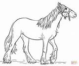 Coloring Gypsy Vanner Drawing Horse Pages Draw Printable Step Tutorials Supercoloring Categories sketch template