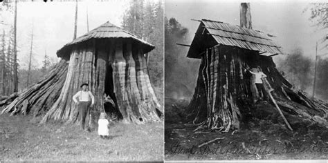 trust  stump houses     vintage news