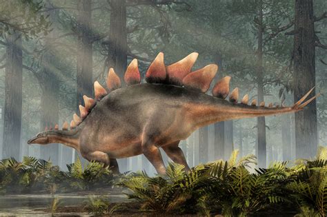 stegosaurus popis dinosaura  obdobi jury