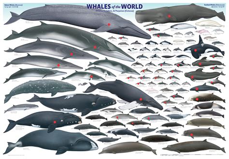 species  whales