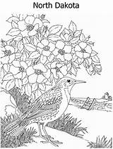 Coloring State Pages Bird Flower Northdakota Kidzone Geography Ws Both Usa sketch template