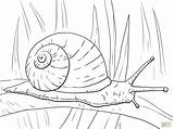 Snail Caracol Escargot Snails Lumaca Schnecke Colorear Schnecken Hoja Lumache Caracoles Folha Longa Disegno Larga Stampare Kleurplaat Desenho Supercoloring Weinbergschnecke sketch template