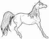 Horse Lineart Arabian Deviantart sketch template