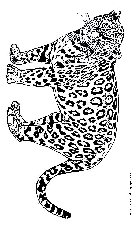 lion coloring pages lions tigers coloring pages  sheets