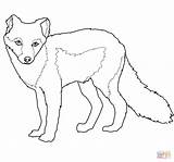 Fox Arctic Coloring Pages Summer Coat Printable Drawing Template Color Supercoloring Animal Foxes Templates Categories sketch template