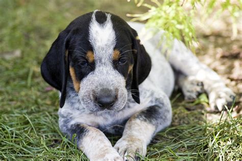 bluetick coonhound dogs breeds pets
