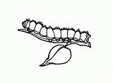 Coloring Caterpillar Hungry Pages Very Library Clipart Kids sketch template