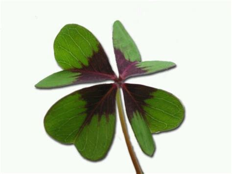 klavertje vier met toeval gevonden goodluck charms gadget gifts leaf art flower fashion