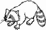 Raccoon sketch template