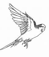 Coloring Budgie Pages Designlooter 98kb Budgerigar sketch template