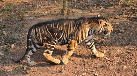 viral    rare black tiger spotted  odisha