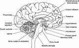 Worksheet Labeled Worksheets Nervous Fetal 99worksheets Worksheeto Neuron Psychology sketch template