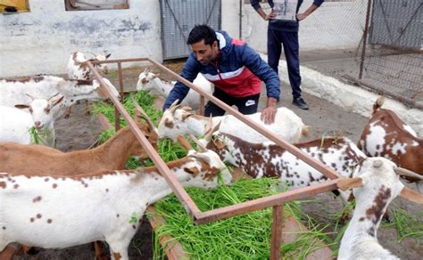 Karnal Farmer Is Making A Profit From Goats The Tribune India
