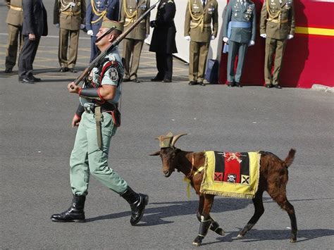 the spanish army has a ceremonial mascot goat and it s