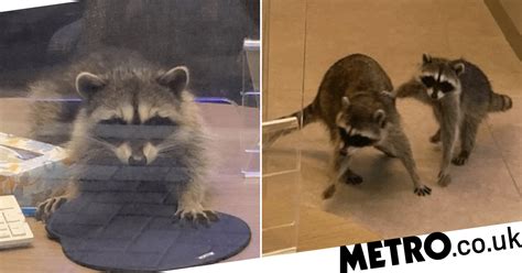 raccoon robbers broke into bank and stole cookies metro news