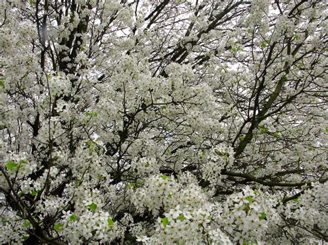 filespring tree flowers white west virginia forestwanderjpg