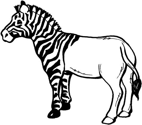 zebra coloring page dieren dierentuin wilde dieren