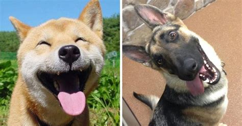 fotografias de los  perros mas felices de todo el planeta