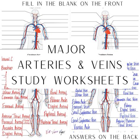 circulatory system major arteries major veins digital worksheets study worksheets label