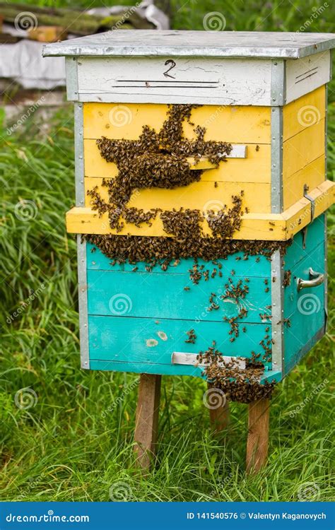 bijen en bijenkorf stock foto image  bijgebouw honingraten