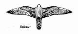 Falcon Wings Spread Coloring Pages Bird Netart Template sketch template