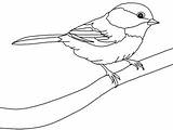 Coloring Songbird 240px 8kb Drawings sketch template