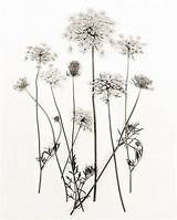 Floral Neutral Drawings Annes Wildflower sketch template