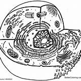 Celula Bettercoloring Biology Mitochondria Chloroplast sketch template