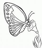 Kupu Sketsa Mewarnai Fauna Alamendah Serangga Mudah Pemandangan Menghisap Madu Wajah Sumber Cantik Sindunesia Hitam Menggambar Lengkap Kumpulan Kelinci sketch template