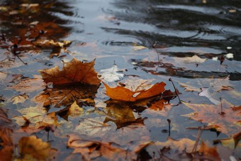 autumn rain pictures   images  unsplash