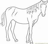 Horse Beautiful Coloring Pages Coloringpages101 Color Horses Getcolorings sketch template