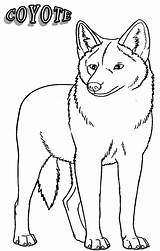 Coyote Coloring Pages Kids Printable sketch template
