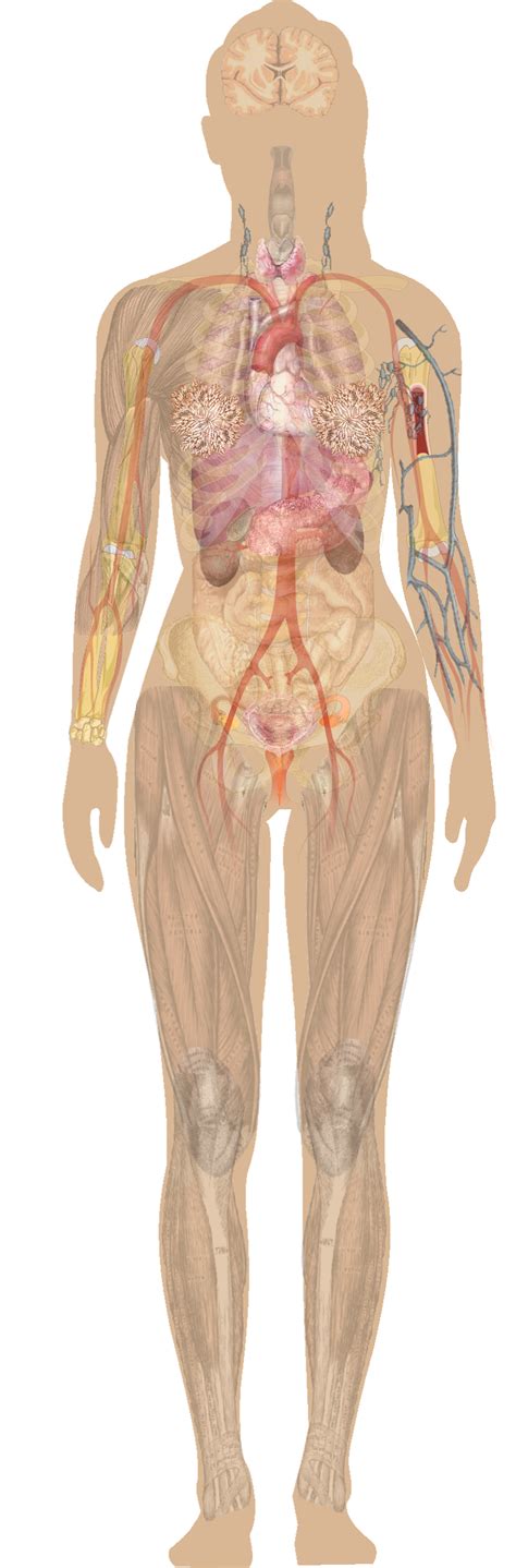 female body diagram human body  human body diagram coloring