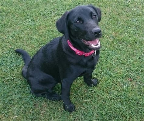 Pedigree Female Black Labrador 6 Months Old Melksham