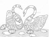 Coloring Swan Adults Book Vector Adult Zentangle Lace Tattoo Lightbox Create sketch template