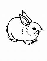 Rabbit Coloring Pages Printable Kids Print sketch template